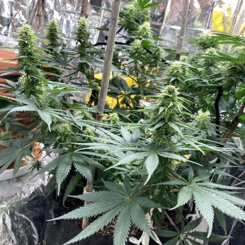 Pregnant Hooker growlog timeline photo