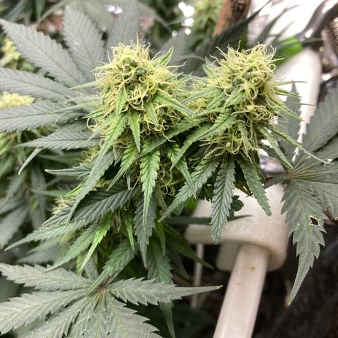 Pregnant Hooker growlog photo: Looking Great. Stacking on buds.