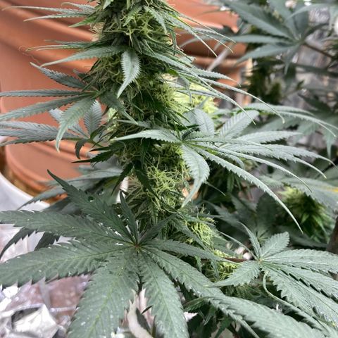 Pregnant Hooker growlog photo: Looking Great. Stacking on buds.