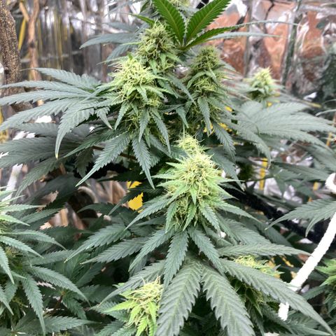 Pregnant Hooker growlog photo: Looking Great. Stacking on buds.