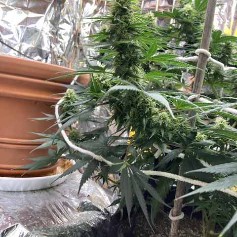Pregnant Hooker growlog photo: Stacking and looking like a hairy old man!