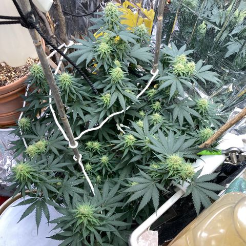 Pregnant Hooker growlog photo: Stacking and looking like a hairy old man!