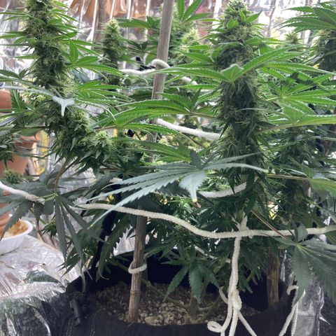 Pregnant Hooker growlog photo: Stacking and looking like a hairy old man!
