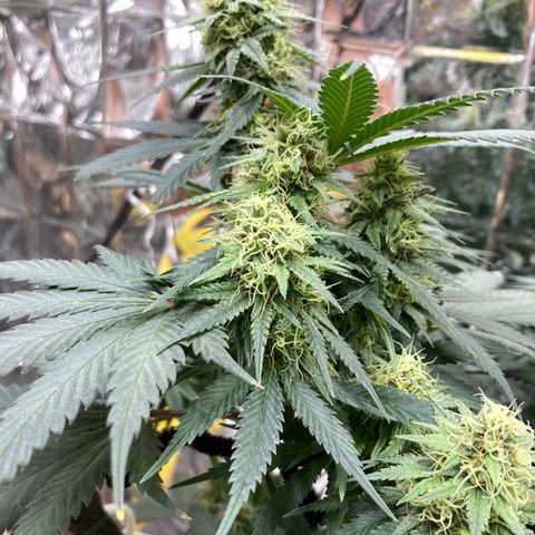 Pregnant Hooker growlog photo: Getting soooo sticky with frost! Tricomes anyone?