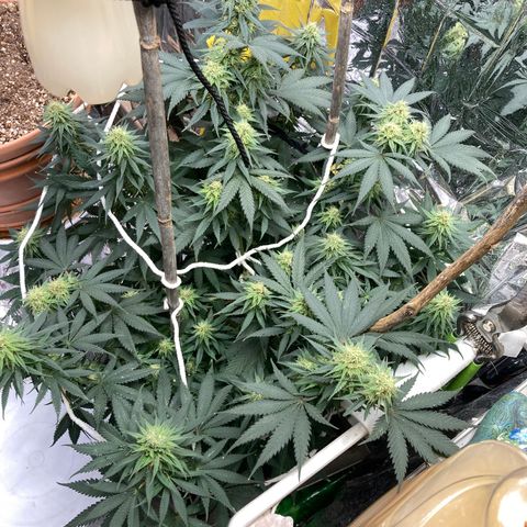 Pregnant Hooker growlog photo: Getting soooo sticky with frost! Tricomes anyone?