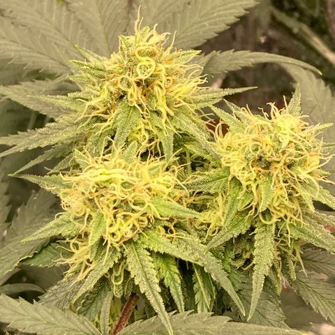 Pregnant Hooker growlog photo: Getting soooo sticky with frost! Tricomes anyone?