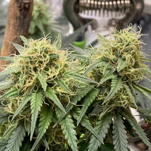 Pregnant Hooker growlog photo: Getting soooo sticky with frost! Tricomes anyone?