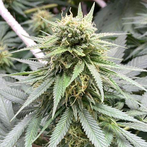 Pregnant Hooker growlog photo: Getting soooo sticky with frost! Tricomes anyone?