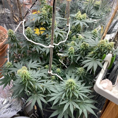 Pregnant Hooker growlog photo: Hairs are starting to amber! Getting some color now.