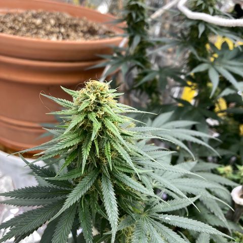 Pregnant Hooker growlog photo: Hairs are starting to amber! Getting some color now.