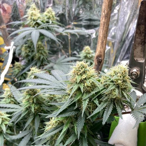 Pregnant Hooker growlog timeline photo
