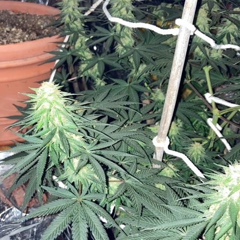 Pregnant Hooker growlog photo: Night views.