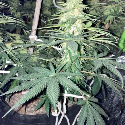 Pregnant Hooker growlog photo: Night views.