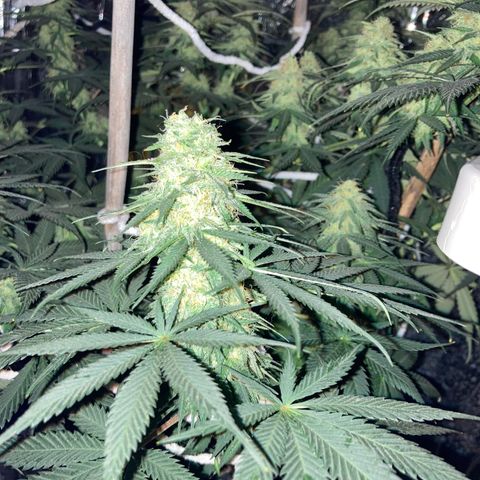 Pregnant Hooker growlog photo: Night views.