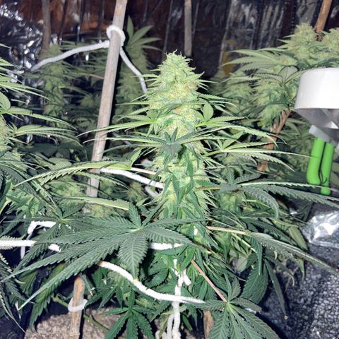 Pregnant Hooker growlog photo: Night views.