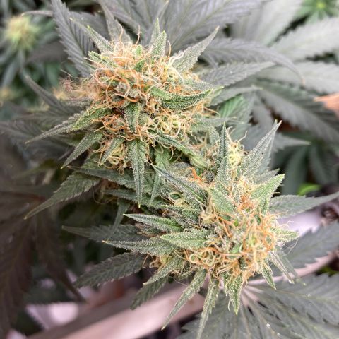 Pregnant Hooker growlog photo: This is day 50 & week 8. Tricomes have white tops. Still white hairs but mostly amber hairs. Harvest should be next Tuesday or Friday!!!!