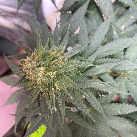 Pregnant Hooker growlog photo: This is day 50 & week 8. Tricomes have white tops. Still white hairs but mostly amber hairs. Harvest should be next Tuesday or Friday!!!!