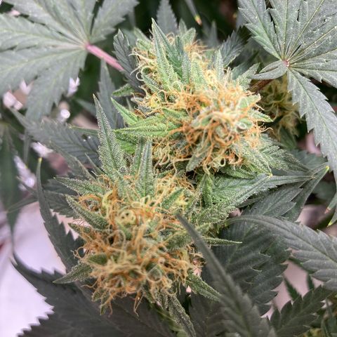 Pregnant Hooker growlog photo: This is day 50 & week 8. Tricomes have white tops. Still white hairs but mostly amber hairs. Harvest should be next Tuesday or Friday!!!!