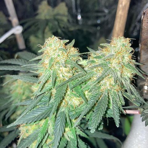 Pregnant Hooker growlog photo: She is sure getting sticky! Where is the amber? Shooting for harvest of 4/20.