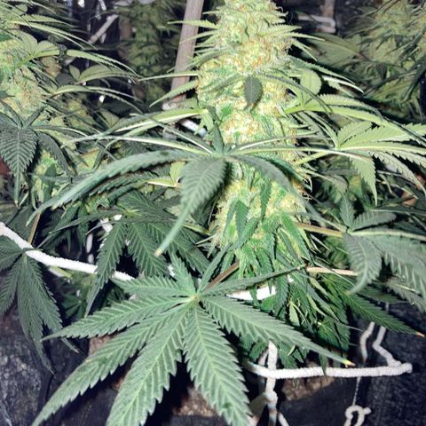 Pregnant Hooker growlog photo: She is sure getting sticky! Where is the amber? Shooting for harvest of 4/20.