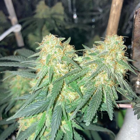 Pregnant Hooker growlog timeline photo