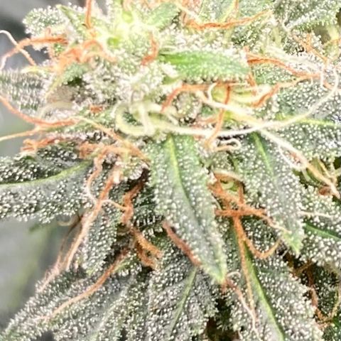Pregnant Hooker growlog photo: All frost and NO Amber yet!