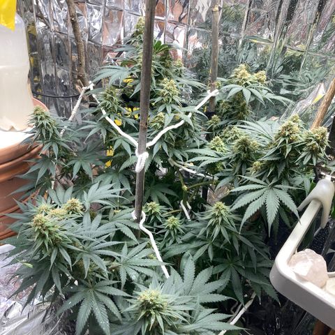 Pregnant Hooker growlog photo: All frost and NO Amber yet!
