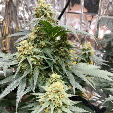 Pregnant Hooker growlog photo: All frost and NO Amber yet!
