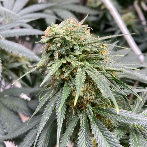 Pregnant Hooker growlog photo: Waiting for harvest. Buds are doing a second bulk or stack! Damn this plant is gonna be kick ass with gas!🔥💨