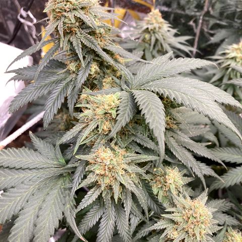 Pregnant Hooker growlog photo: Waiting for harvest. Buds are doing a second bulk or stack! Damn this plant is gonna be kick ass with gas!🔥💨