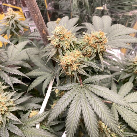 Pregnant Hooker growlog photo: Waiting for harvest. Buds are doing a second bulk or stack! Damn this plant is gonna be kick ass with gas!🔥💨