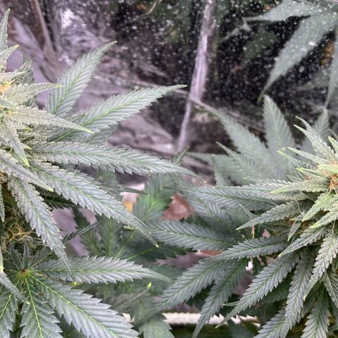 Pregnant Hooker growlog photo: Waiting for harvest. Buds are doing a second bulk or stack! Damn this plant is gonna be kick ass with gas!🔥💨