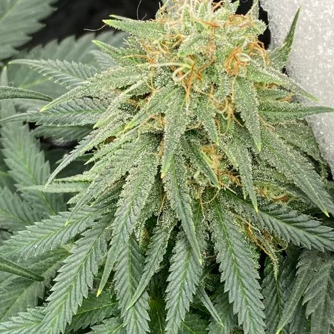 Pregnant Hooker growlog photo: Waiting for harvest. Buds are doing a second bulk or stack! Damn this plant is gonna be kick ass with gas!🔥💨