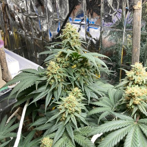Pregnant Hooker growlog photo: Earth Day! Still stacking!!!!