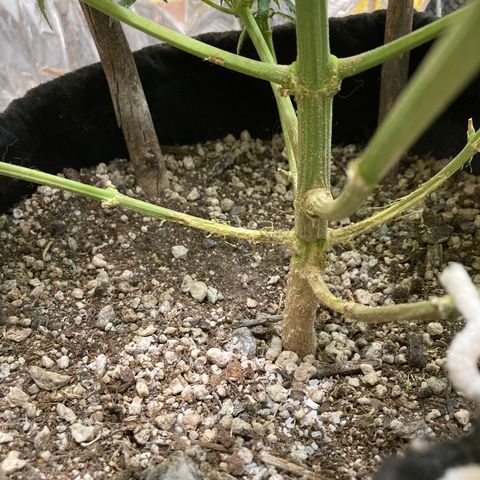 Pregnant Hooker growlog photo: Earth Day! Still stacking!!!!