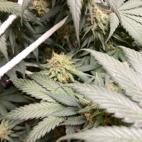 Pregnant Hooker growlog photo: Earth Day! Still stacking!!!!