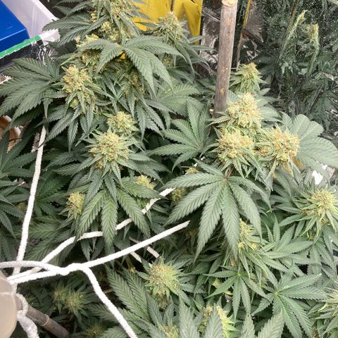 Pregnant Hooker growlog timeline photo