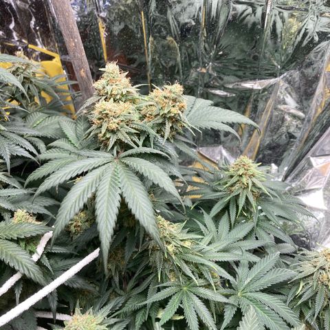Pregnant Hooker growlog timeline photo