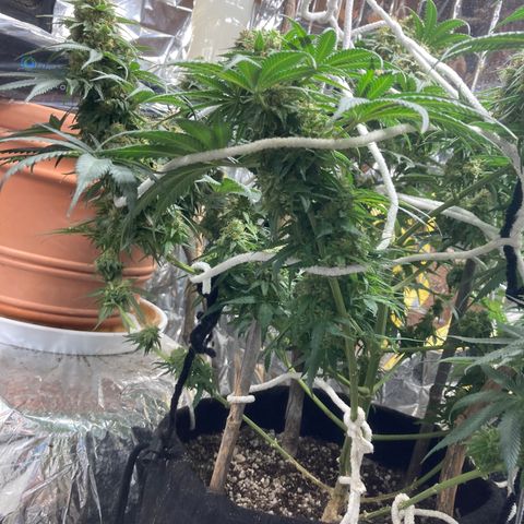 Pregnant Hooker growlog timeline photo