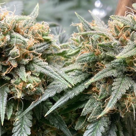 Pregnant Hooker growlog timeline photo