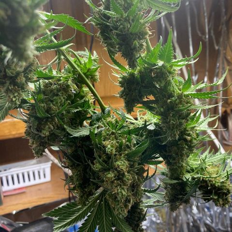 Pregnant Hooker growlog photo: Harvested. Now hanging to dry.
