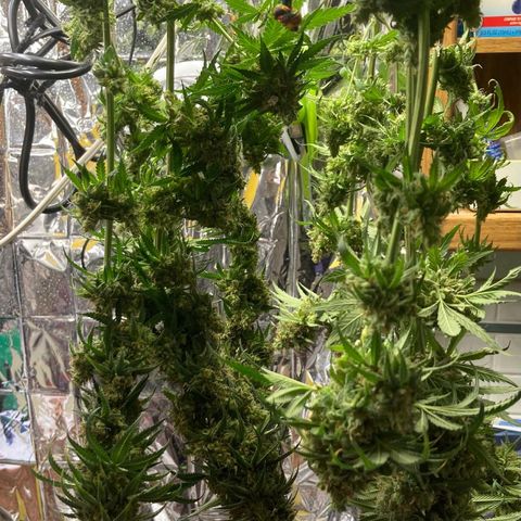 Pregnant Hooker growlog photo: Harvested. Now hanging to dry.