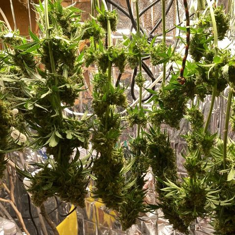 Pregnant Hooker growlog photo: Harvested. Now hanging to dry.