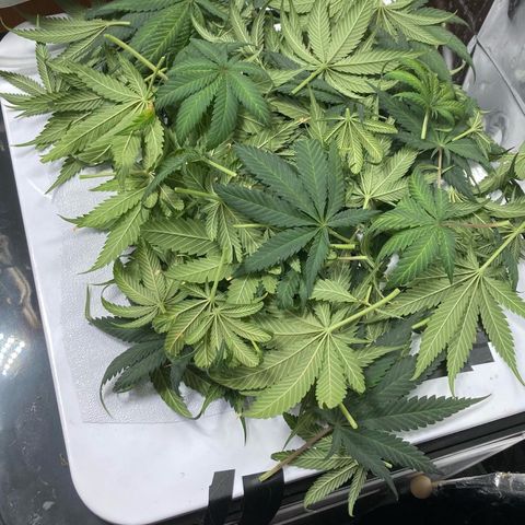 Pregnant Hooker growlog photo: Harvested. Now hanging to dry.