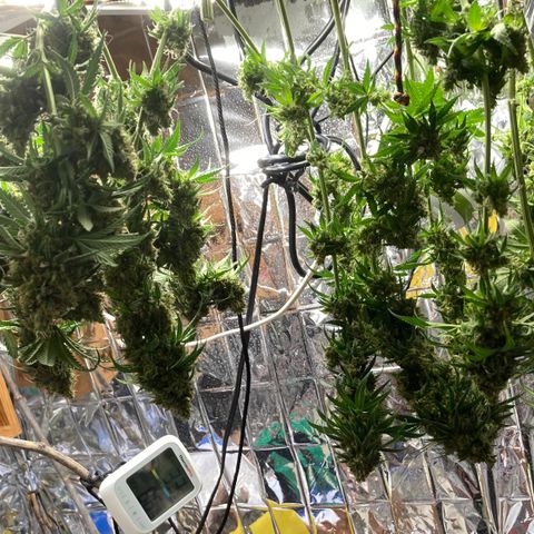 Pregnant Hooker growlog photo: Harvested. Now hanging to dry.