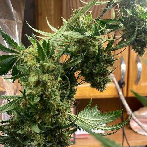 Pregnant Hooker growlog photo: Harvested. Now hanging to dry.
