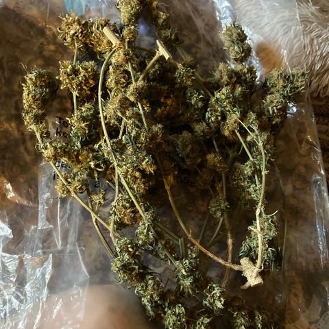 Pregnant Hooker growlog photo: Cure starts now!