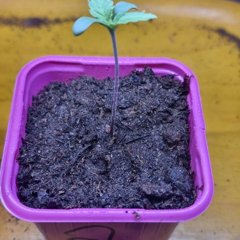 BB Cheese #2 growlog timeline photo
