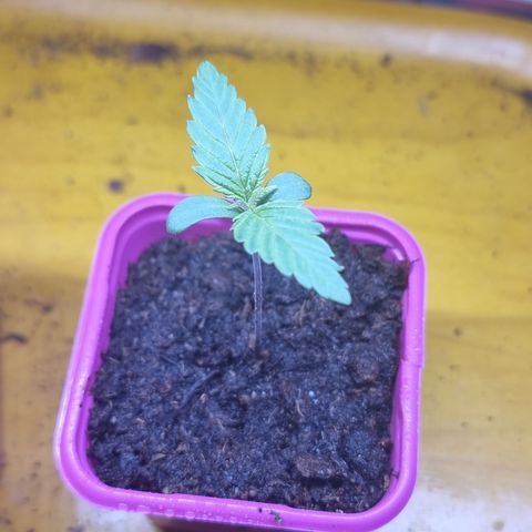 BB Cheese #2 growlog timeline photo