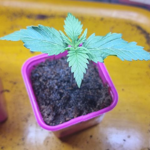 BB Cheese #2 growlog timeline photo